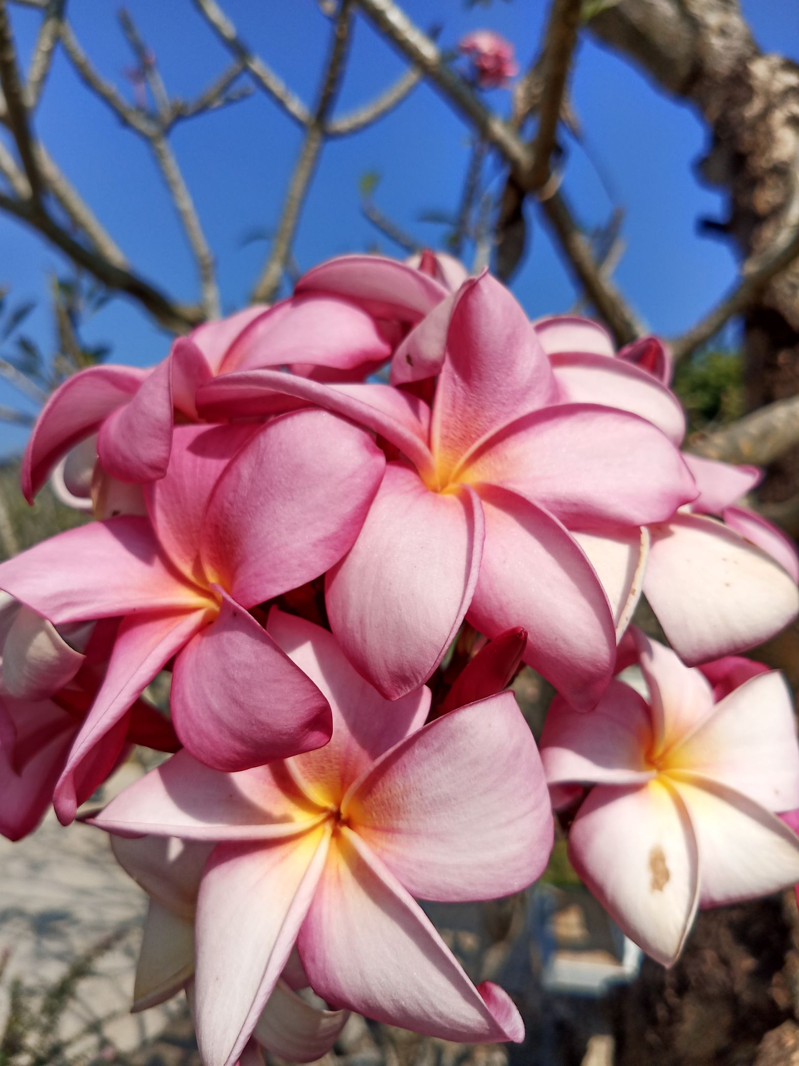 100种热带花卉观赏图片