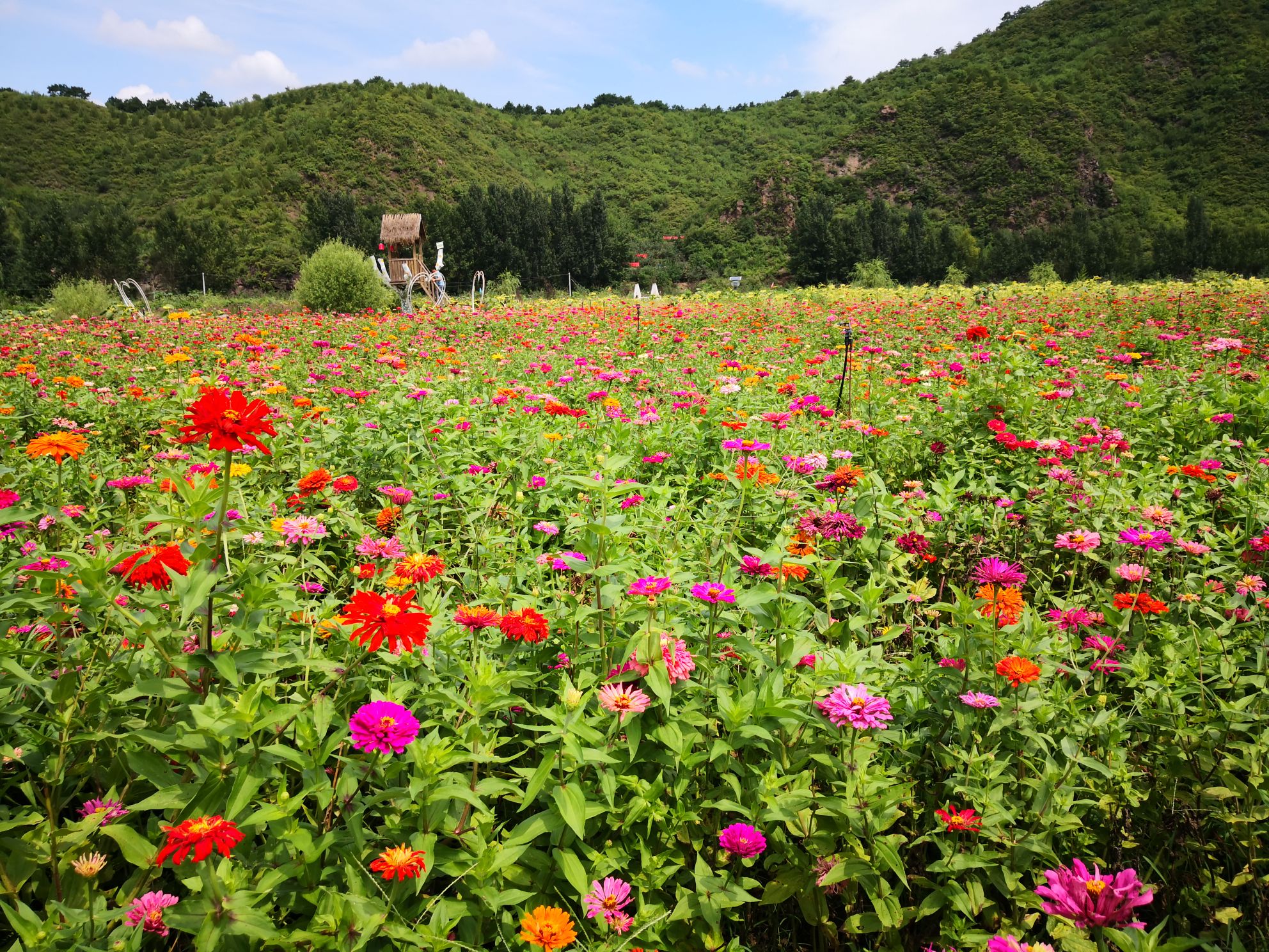 密云人间花海薰衣草庄园