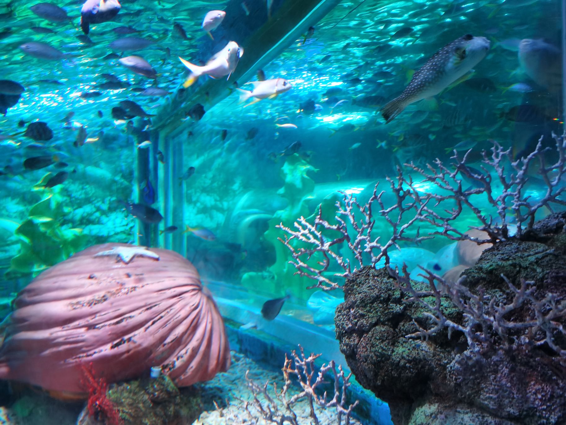 还不错吧只是跟上海海昌海洋公园比起来真的还蛮小的 不过价格的