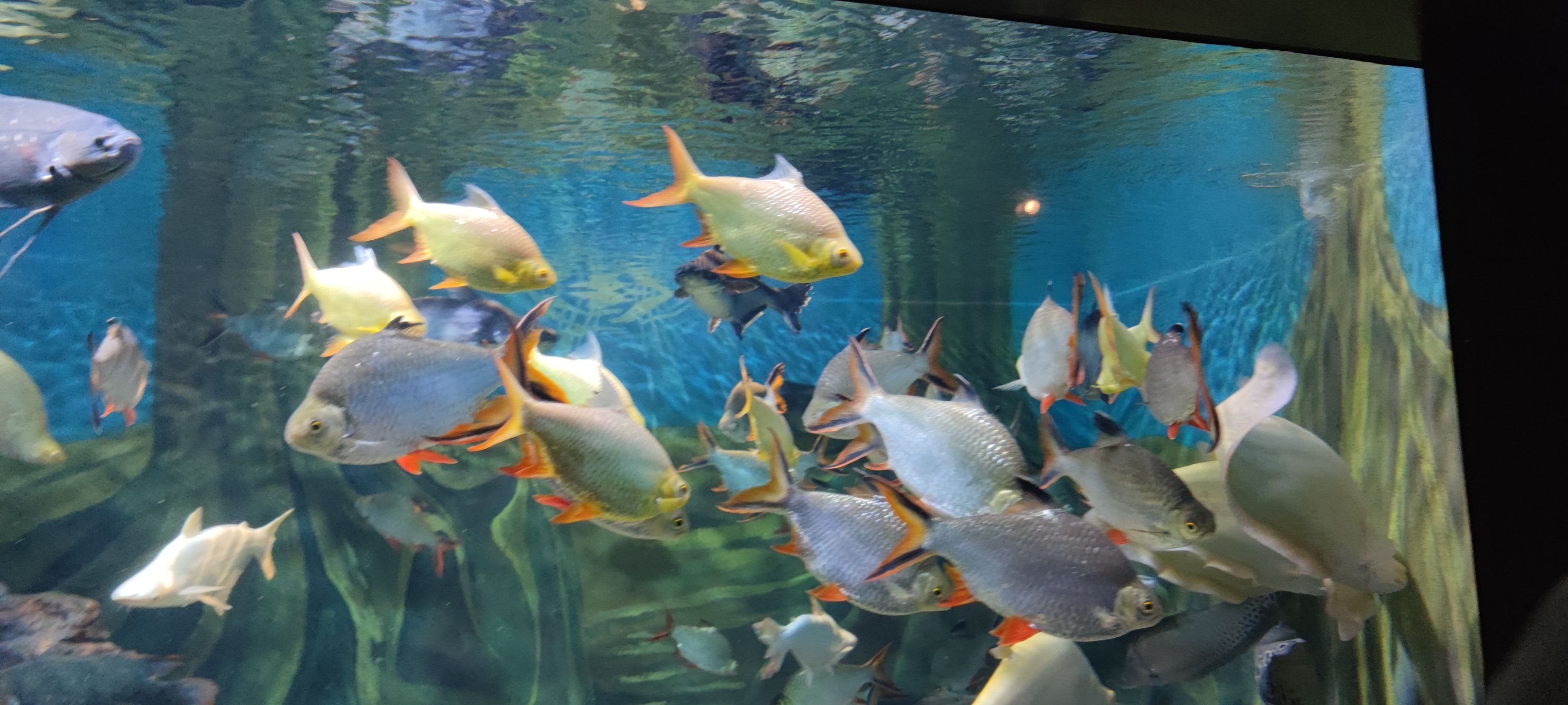 上海海洋水族馆