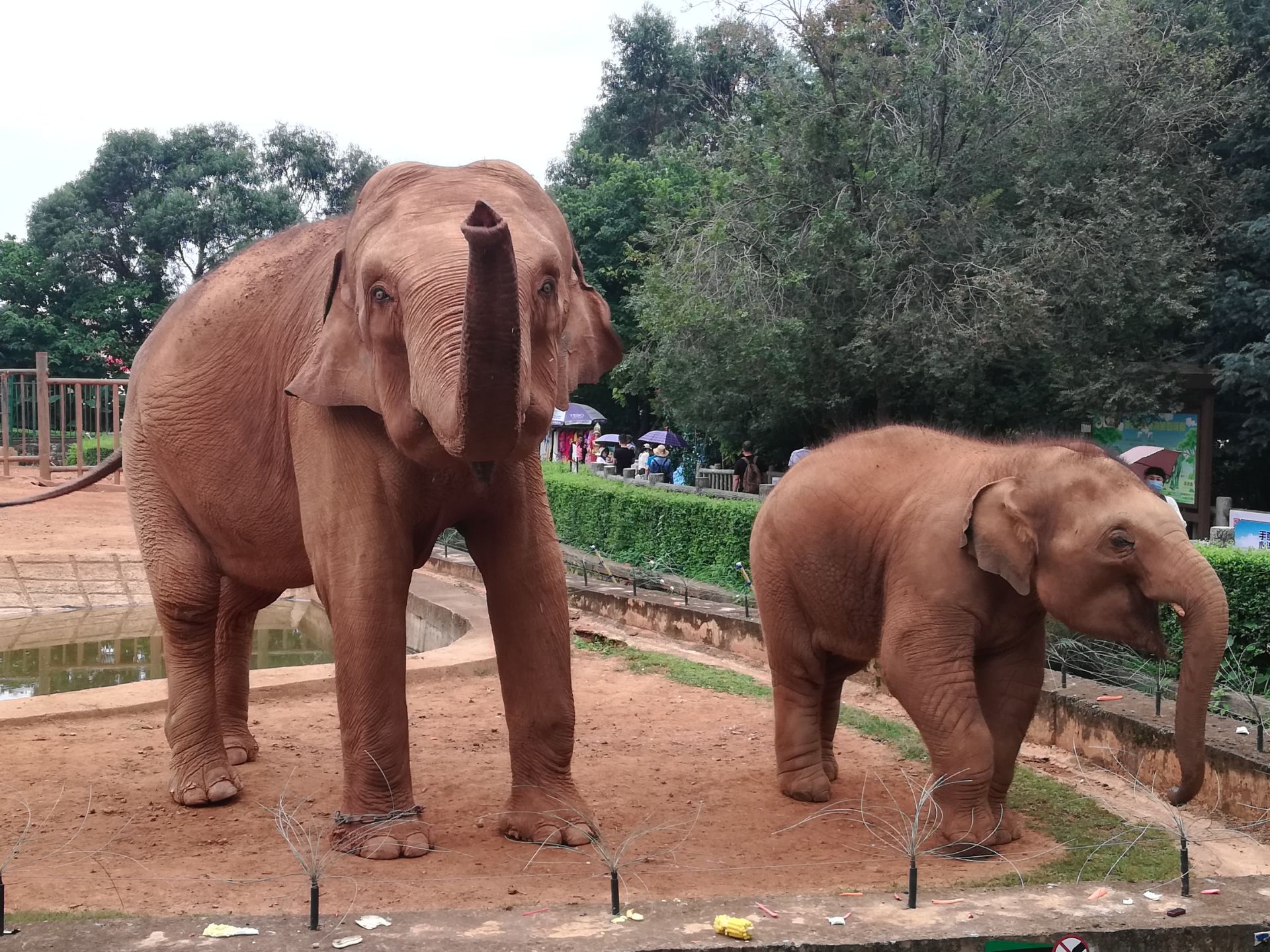 昆明動物園