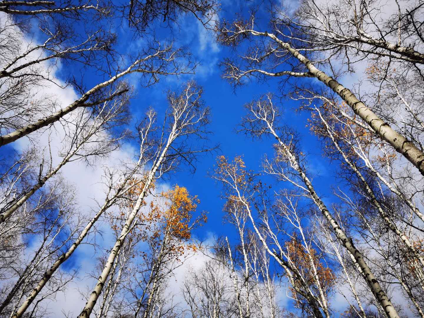 【携程攻略】额尔古纳白桦林景区适合家庭亲子旅游吗,白桦林景区家庭