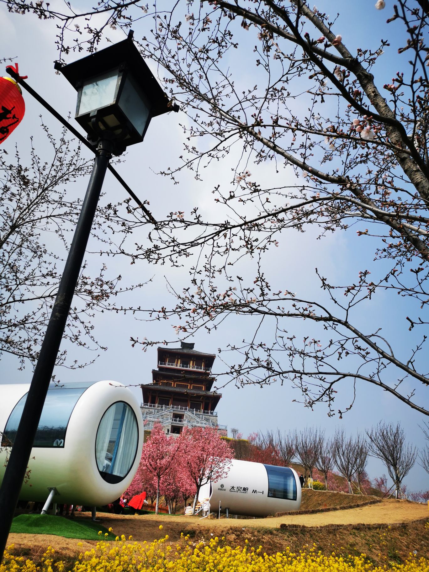 古柏渡丰乐樱花园