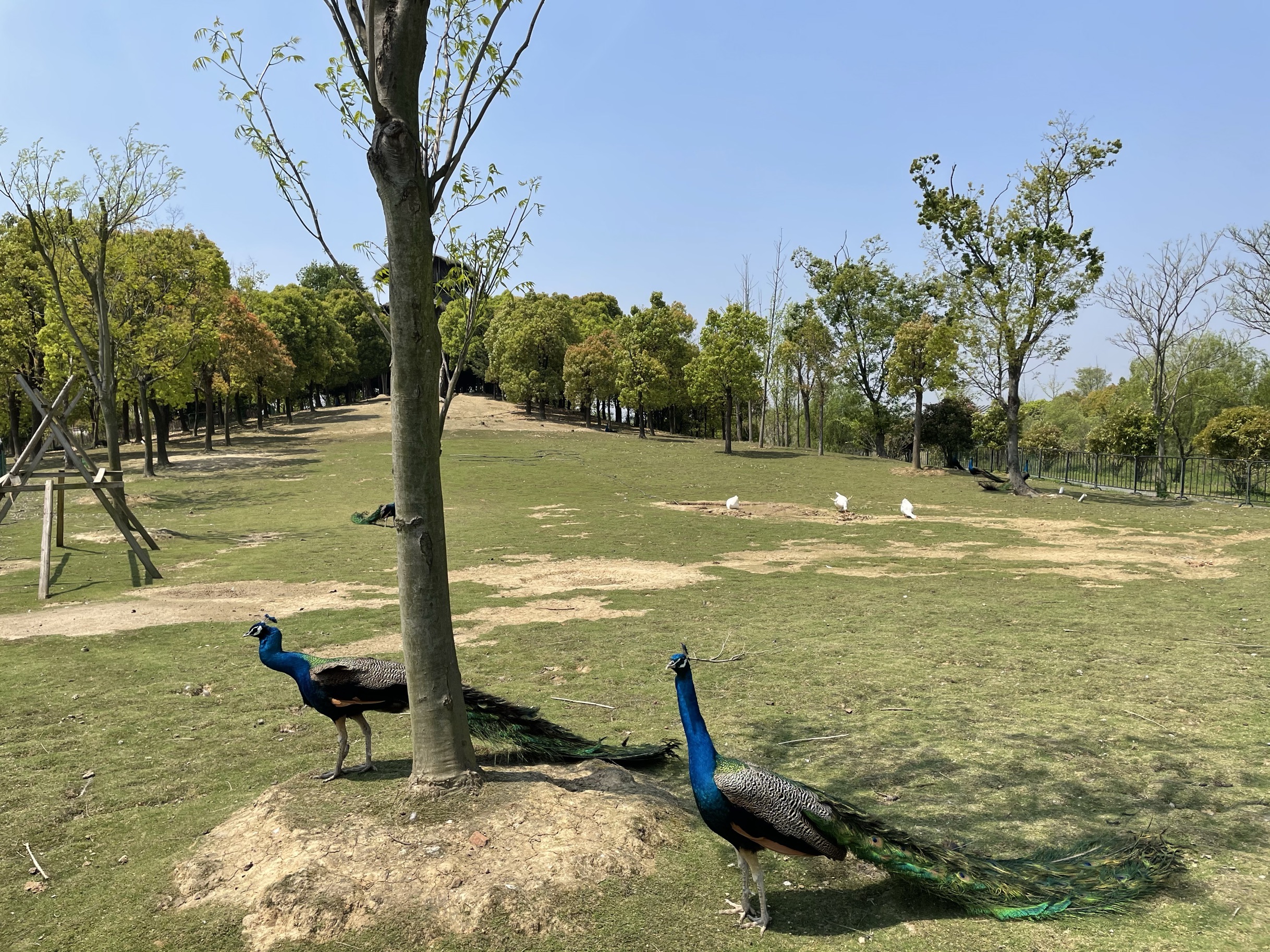 【攜程攻略】長興仙山湖風景區適合情侶出遊旅遊嗎,仙山湖風景區情侶