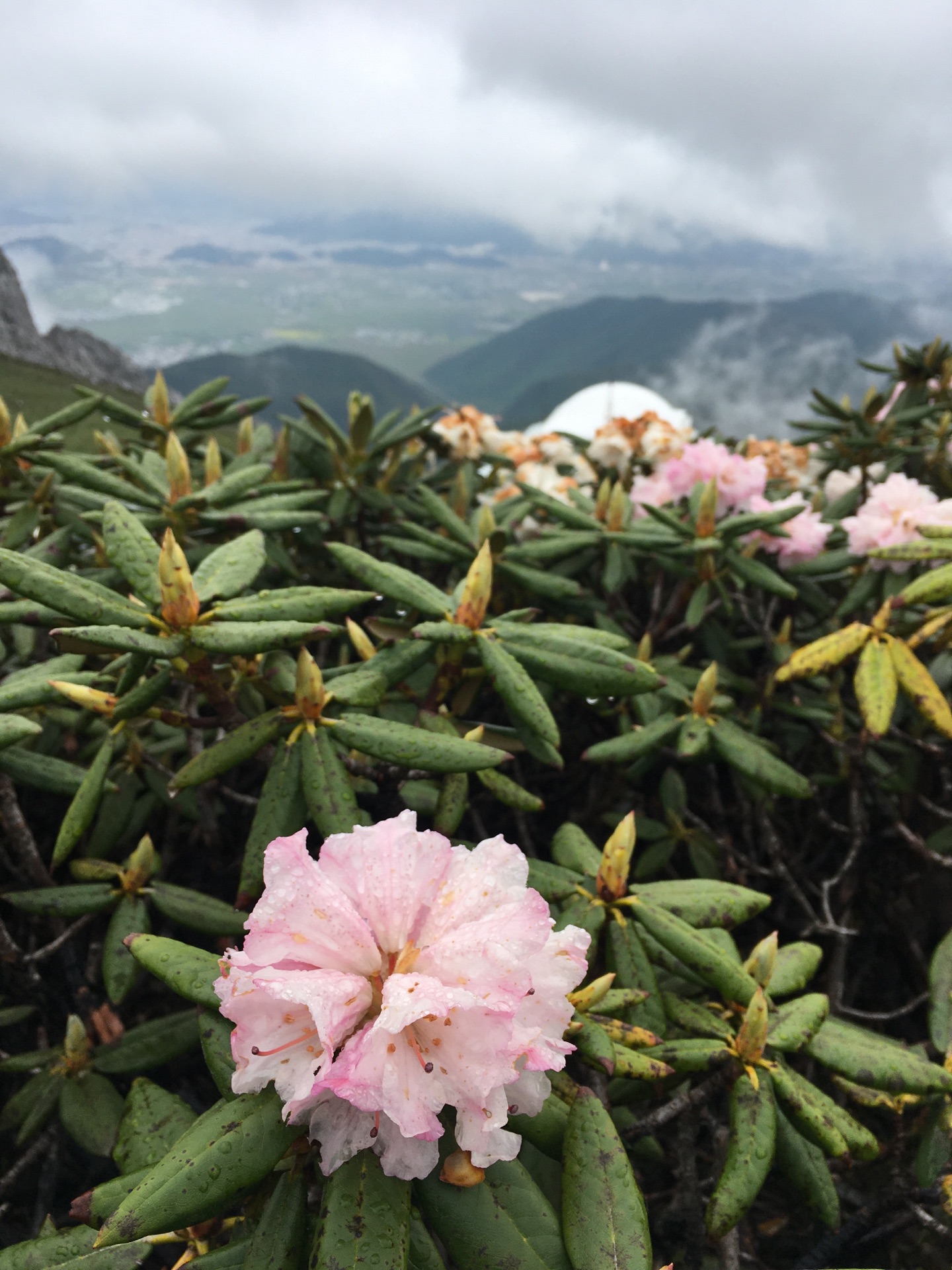 7月雨季的时候去的 大雾弥漫 开满了杜鹃花超级漂亮 2020