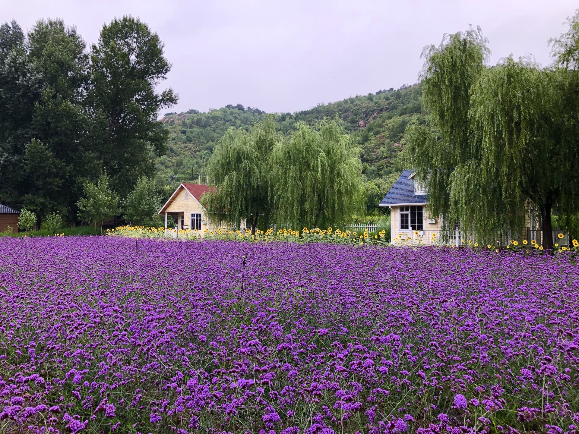 密云人间花海薰衣草庄园