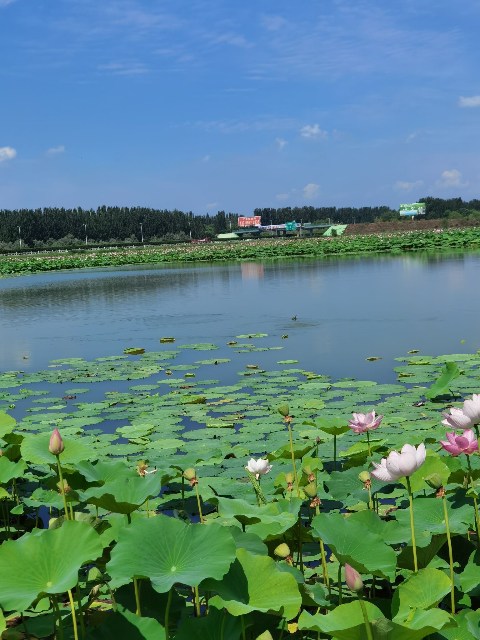 银川鸣翠湖国家湿地公园