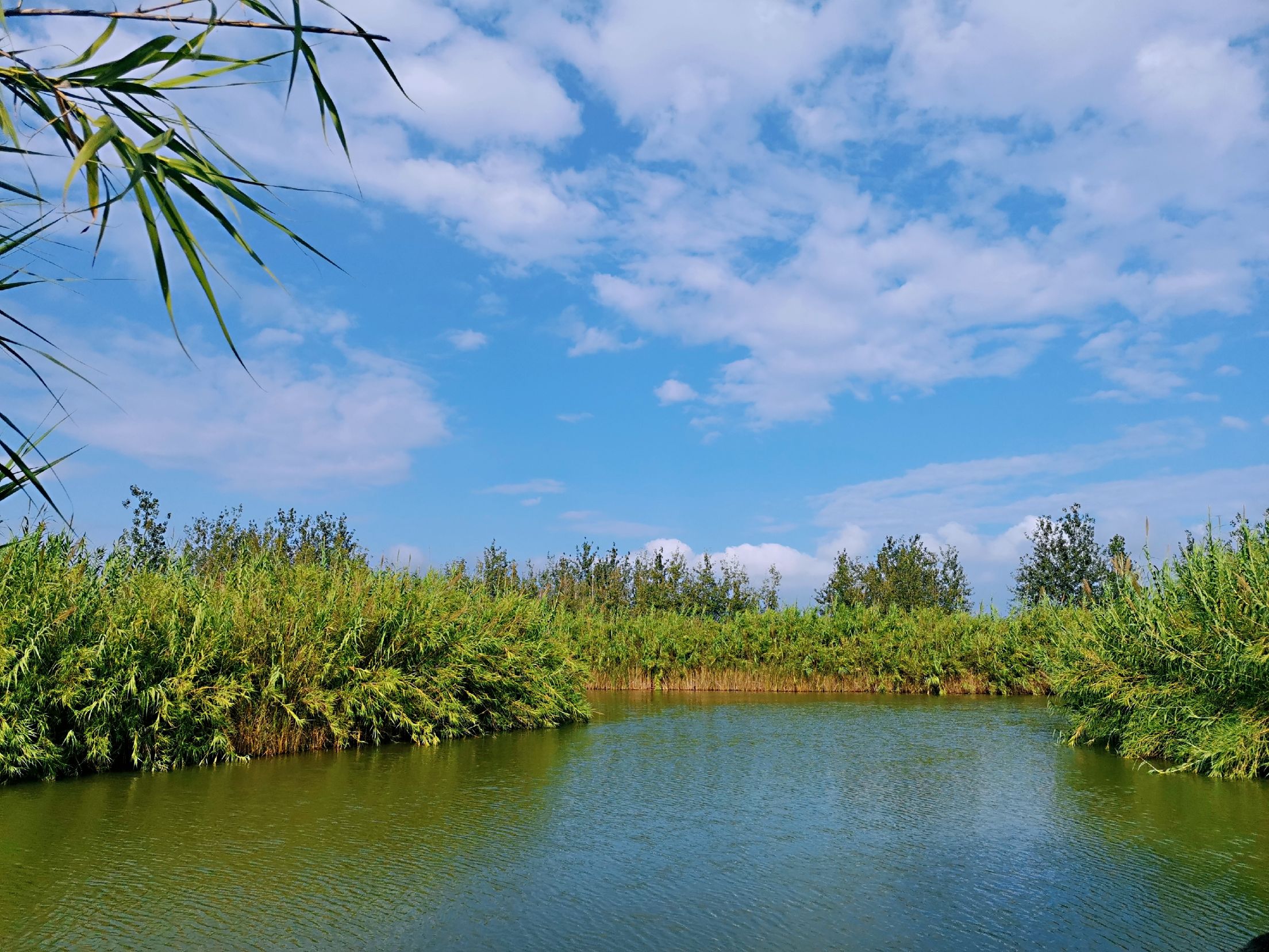 泗洪洪泽湖湿地景区：杉在水中立 人在画中游_江苏国际在线