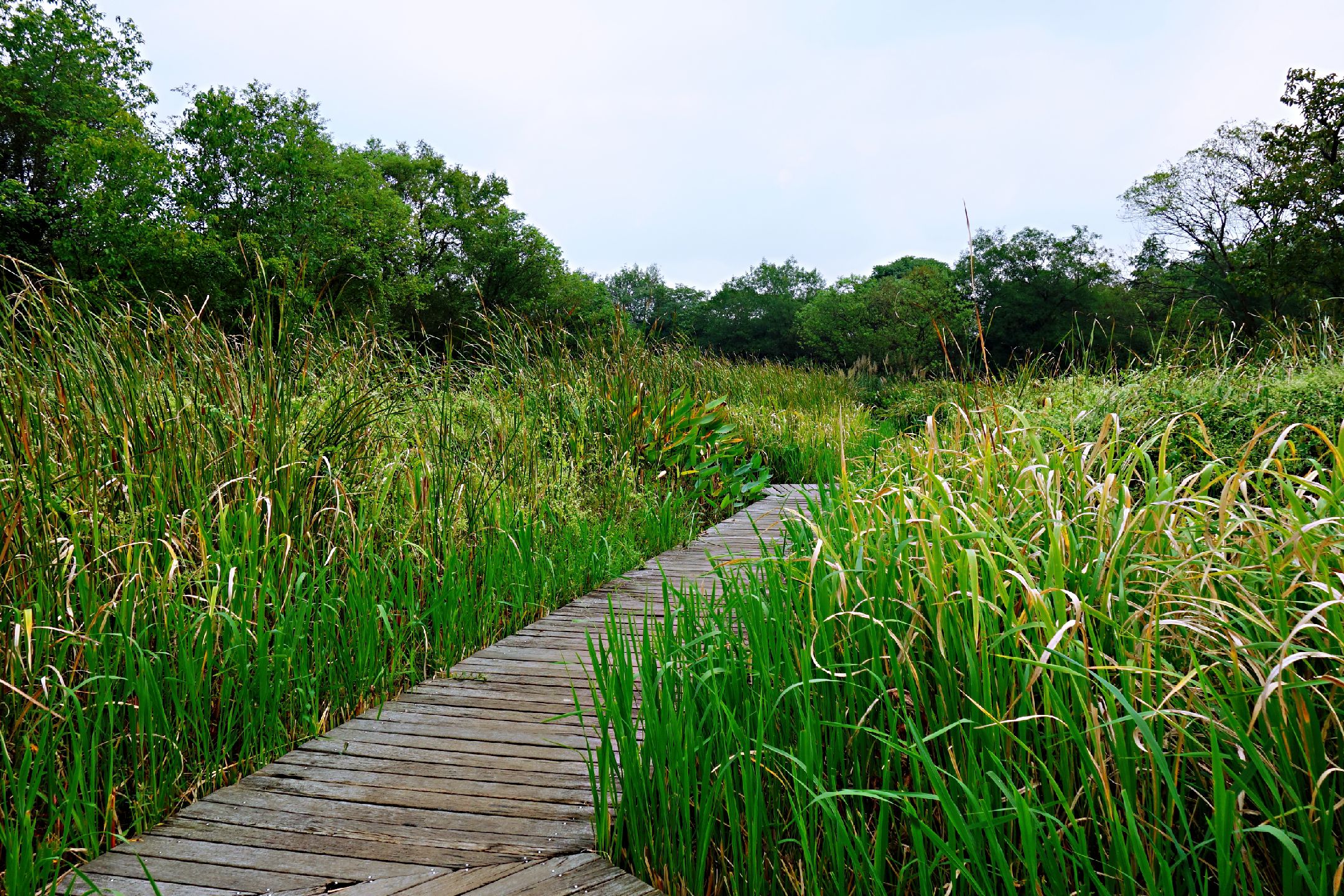 西溪国家湿地公园