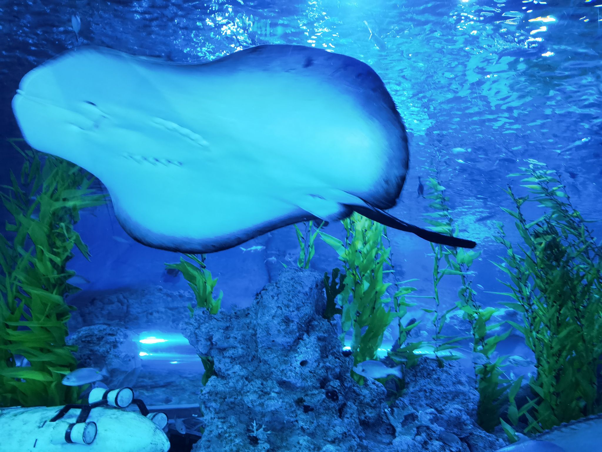 芜湖新华联大白鲸海洋公园