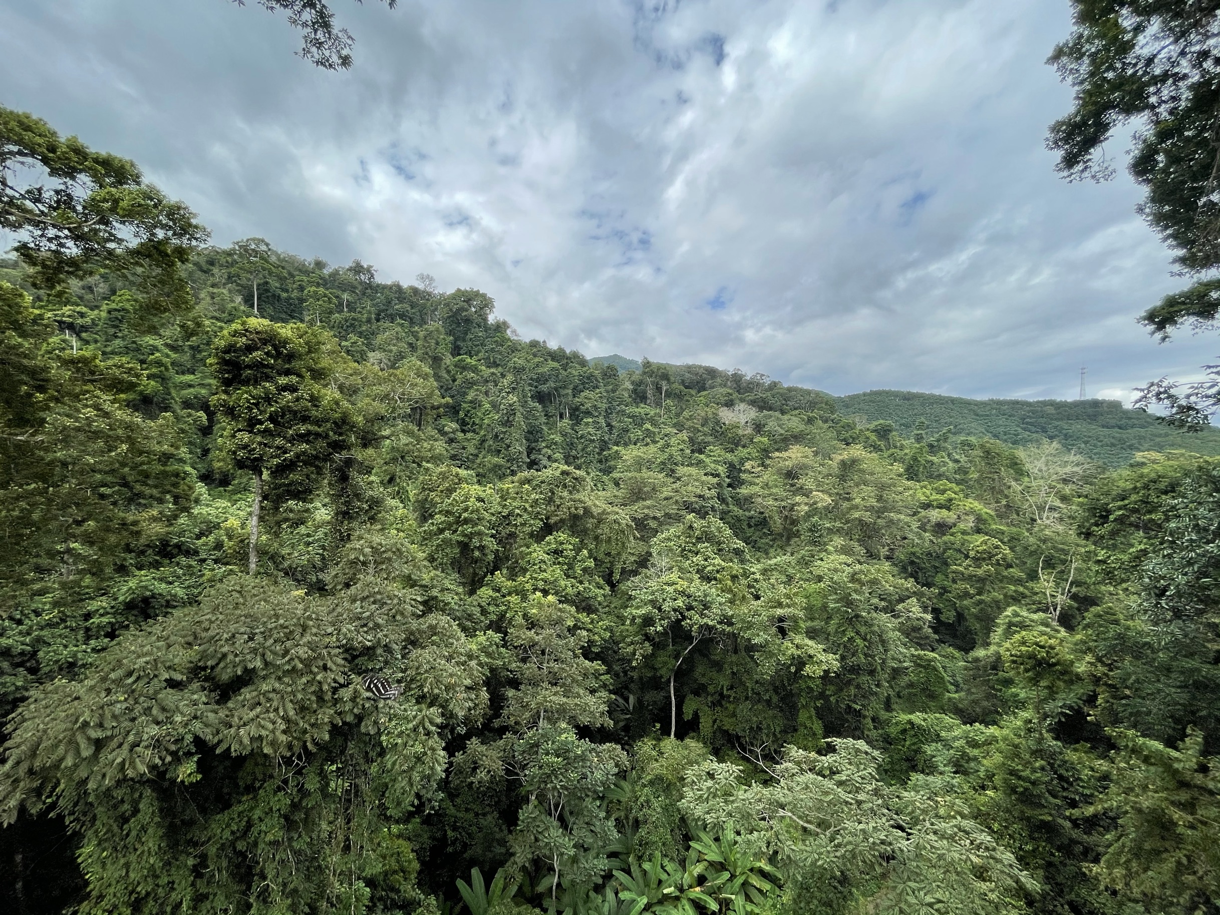 西双版纳热带雨林国家公园望天树景区