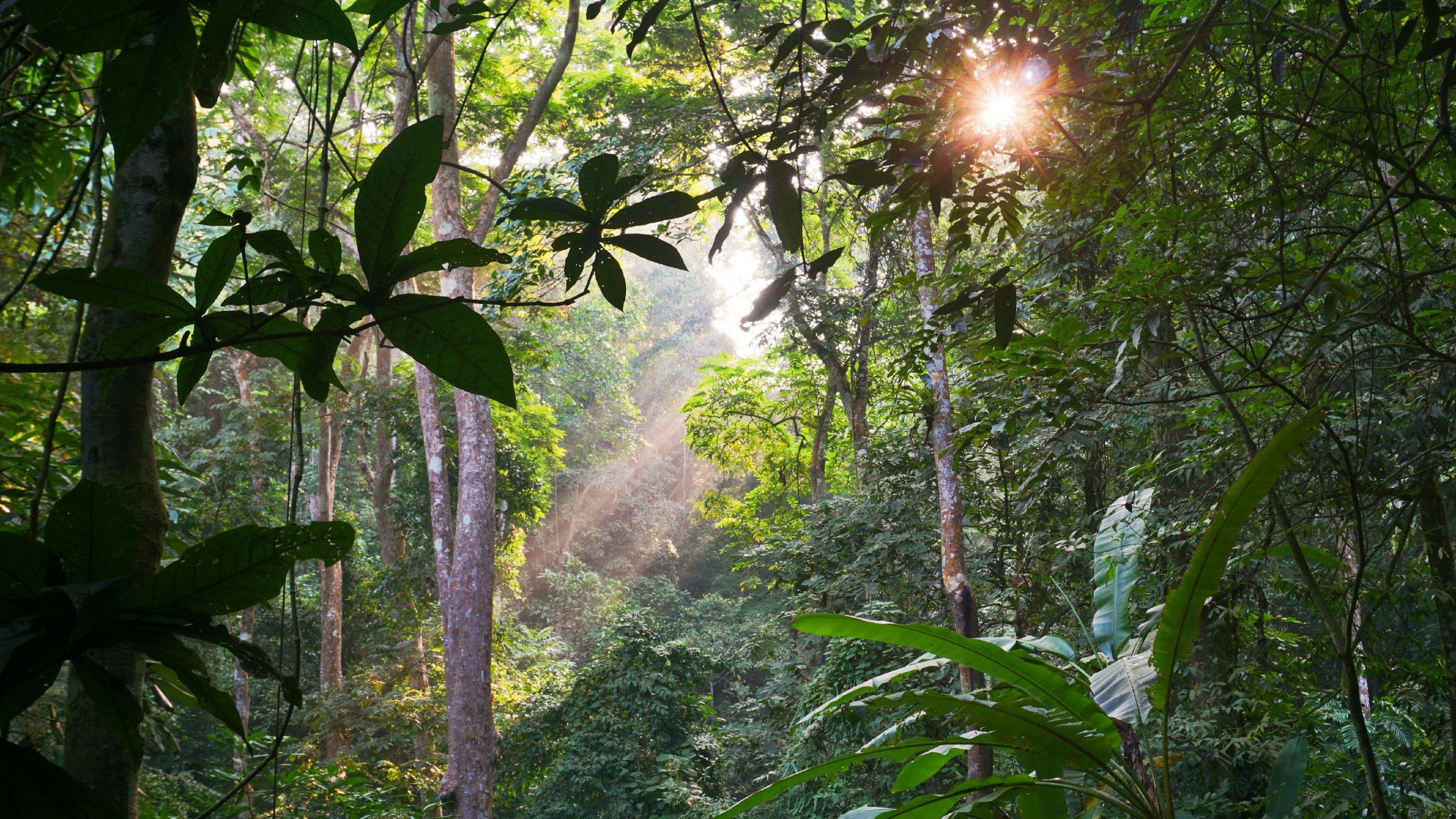 西双版纳原始森林公园