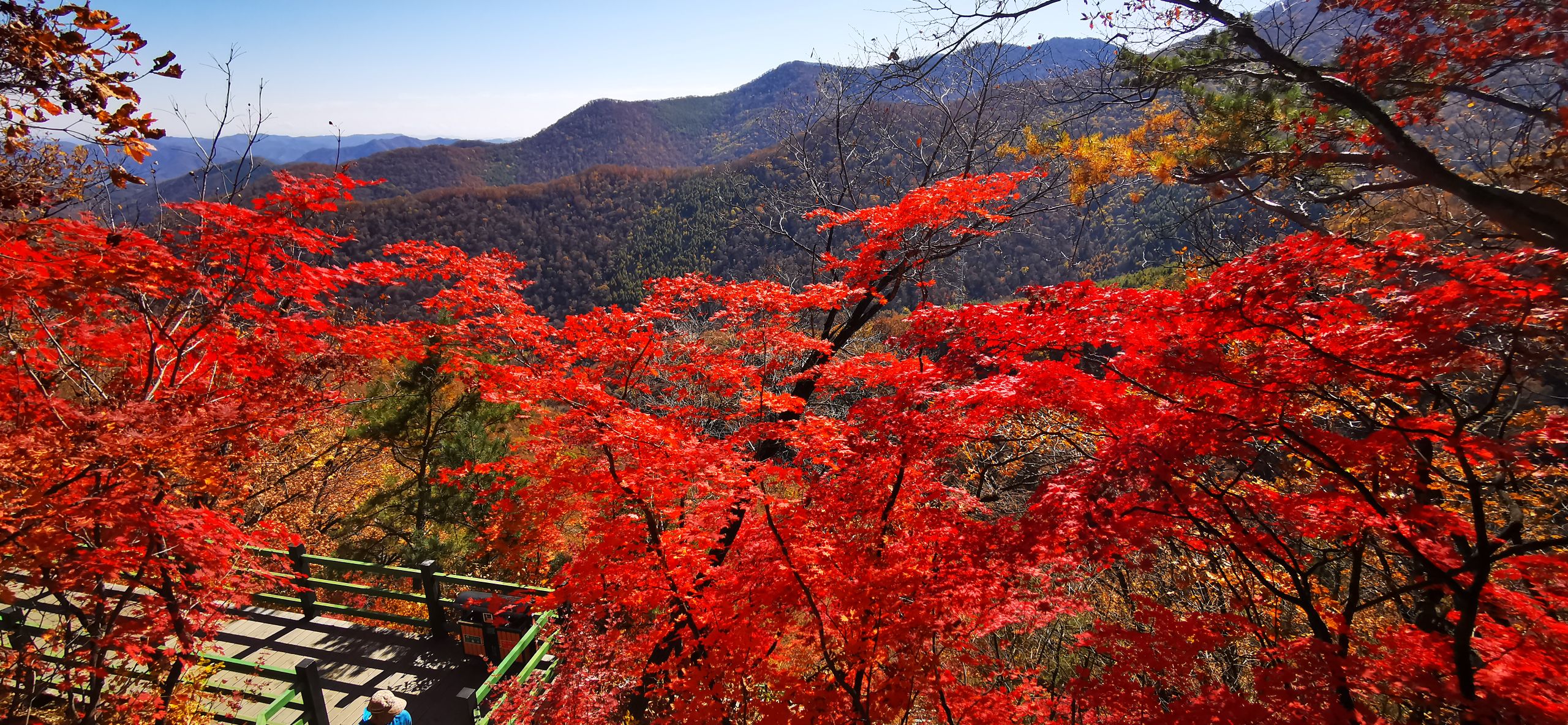 枫林谷森林公园