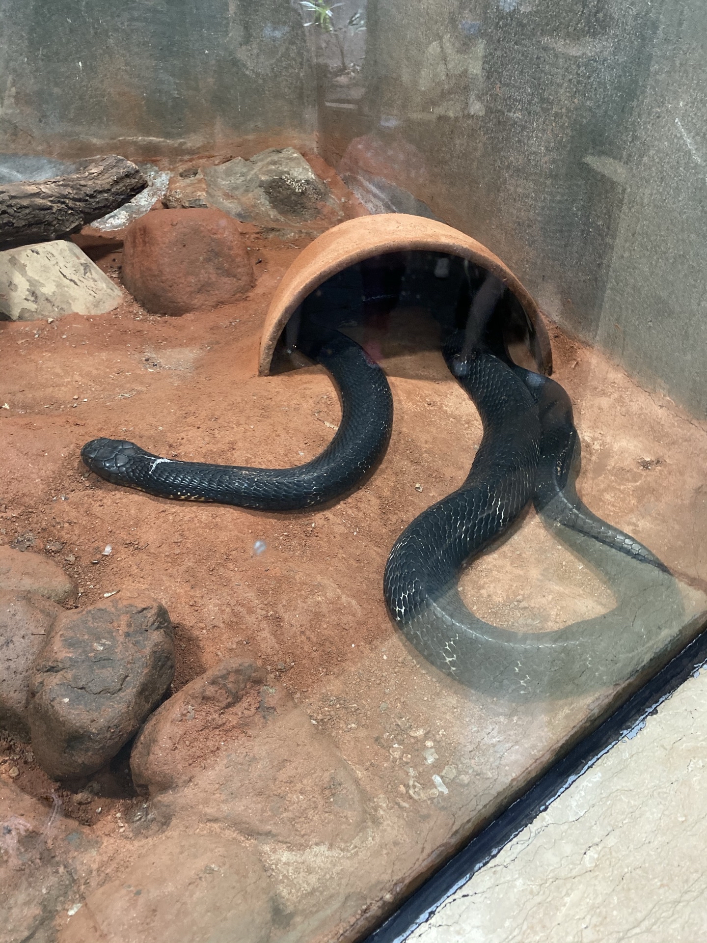 上海动物园蛇馆图片