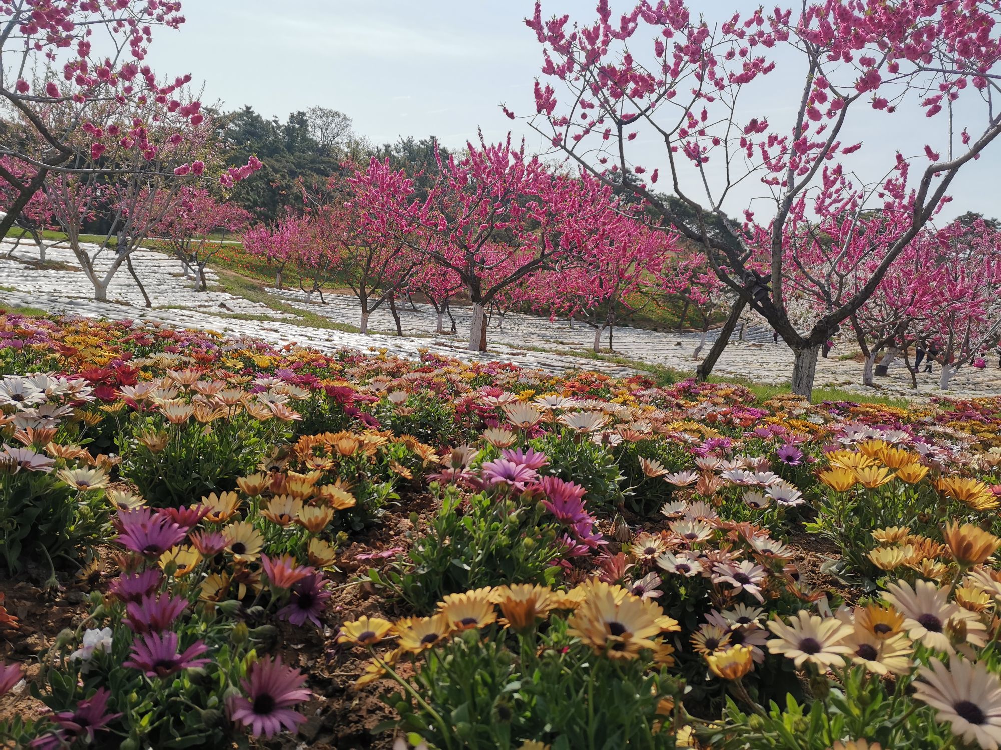 【攜程攻略】旅順口區英歌石植物園適合家庭親子旅遊嗎,英歌石植物園