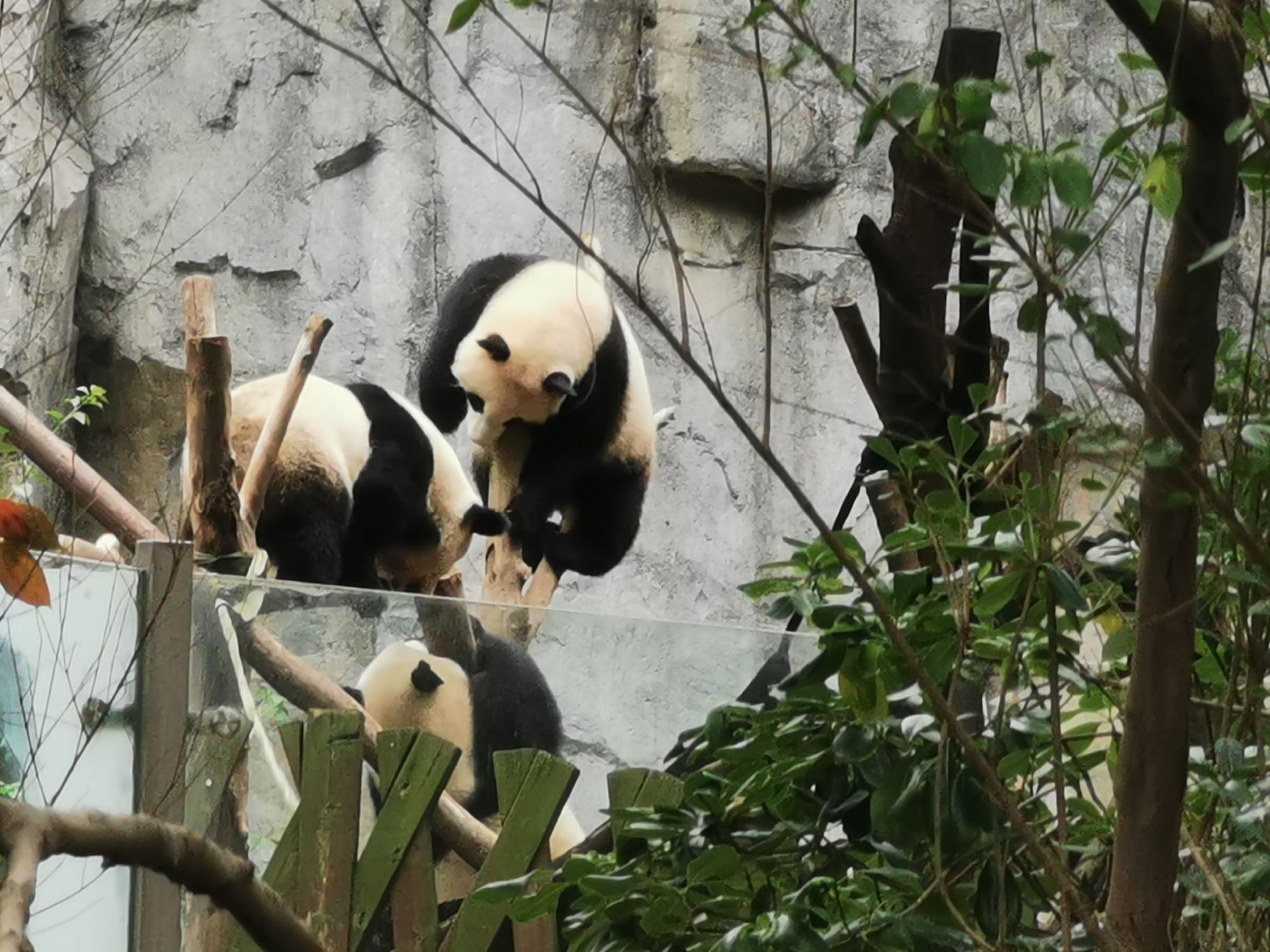 小熊猫也很可爱,在树上爬来爬去,比动物园里的熊猫有意思,有活力 2021