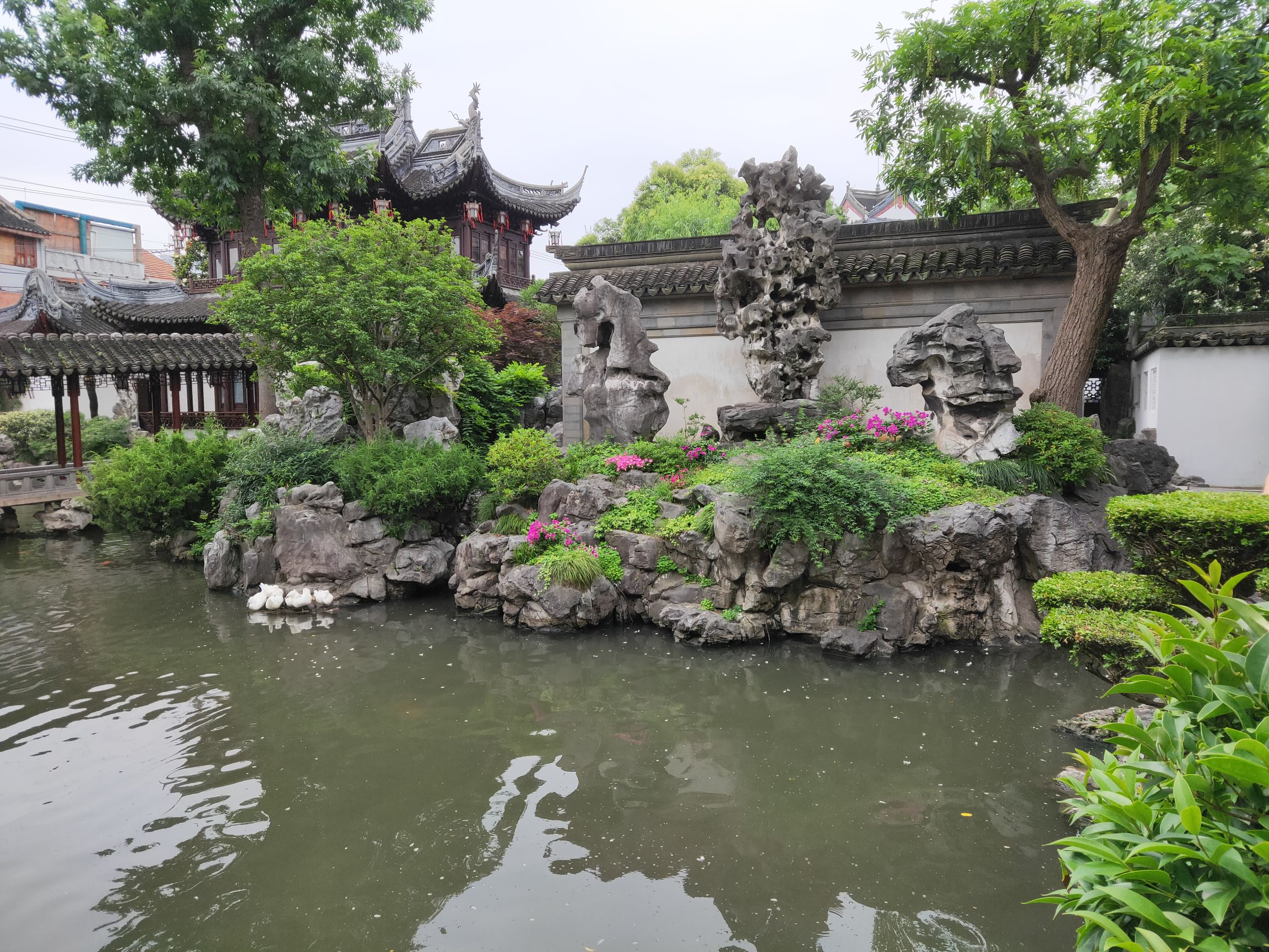 可能是去过苏州的园林,豫园没有眼前一亮的感觉,位处市中心的园林到也