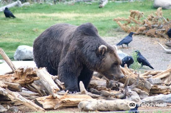 灰熊與狼保護中心旅遊攻略指南 灰熊與狼保護中心評論 灰熊與狼保護中心附近推薦 Trip Com