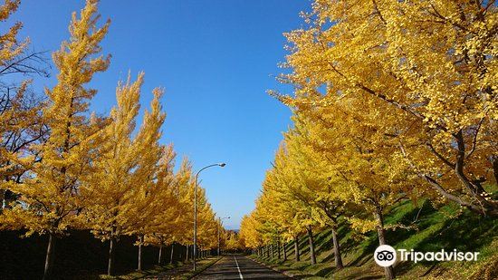 杨树的最新价格