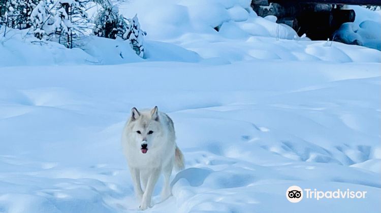 戈尔登northern Lights Wildlife Wolf Centre游玩攻略 Northern Lights Wildlife Wolf Centre门票多少钱 价格表 团购票价预定优惠 景点地址在哪里 图片介绍 参观预约 旅游游览顺序攻略及注意事项 营业时间 携程攻略