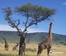 Africa Unadorned Safaris