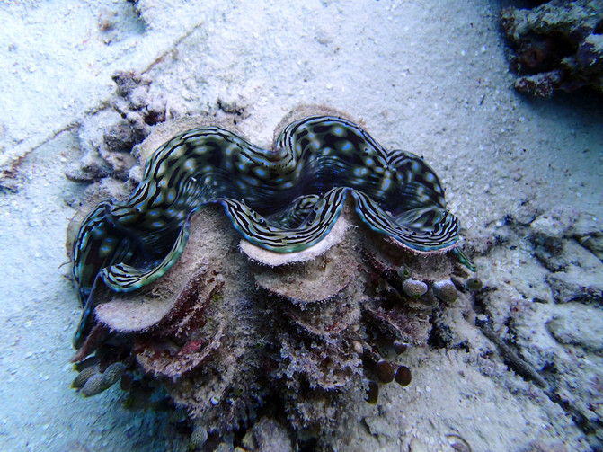 IVHQ菲律宾志愿者之行+深度文化游+当地风光