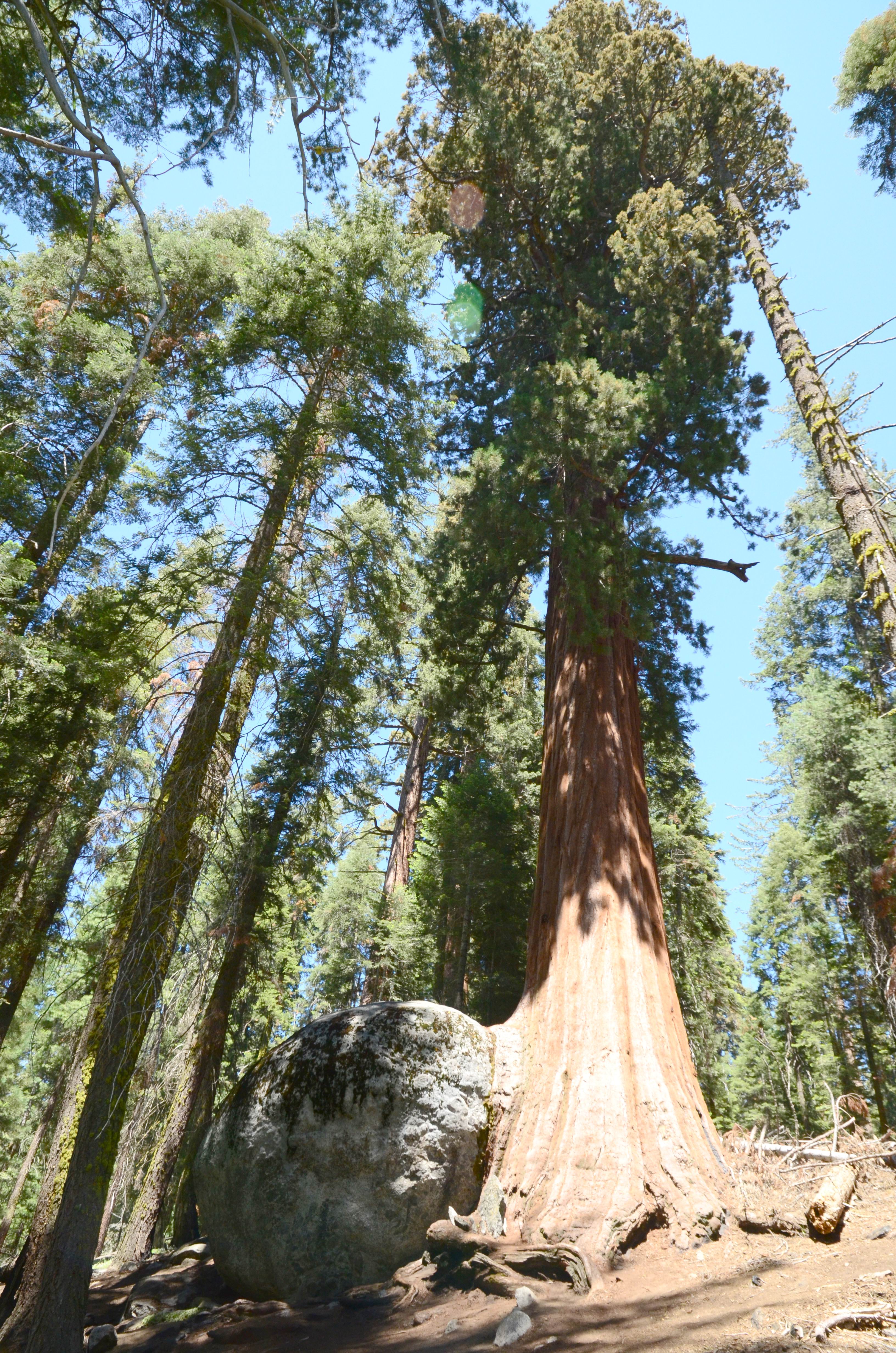 壁纸1600×1200美国红杉树国家公园图片 Redwood National Park壁纸,Webshots Daily Photos ...