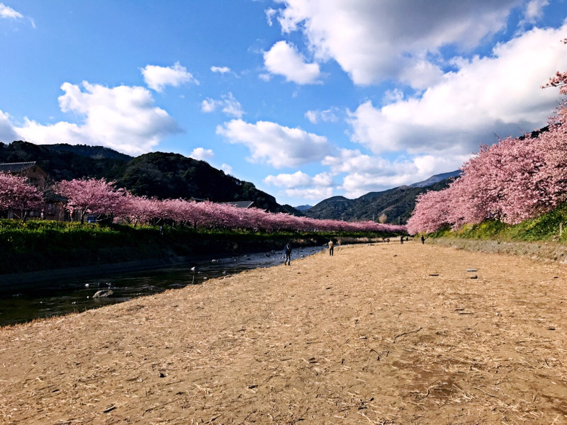 上海辰山植物园800米樱花大道梦幻绽放迎首波赏樱潮 上海本地宝