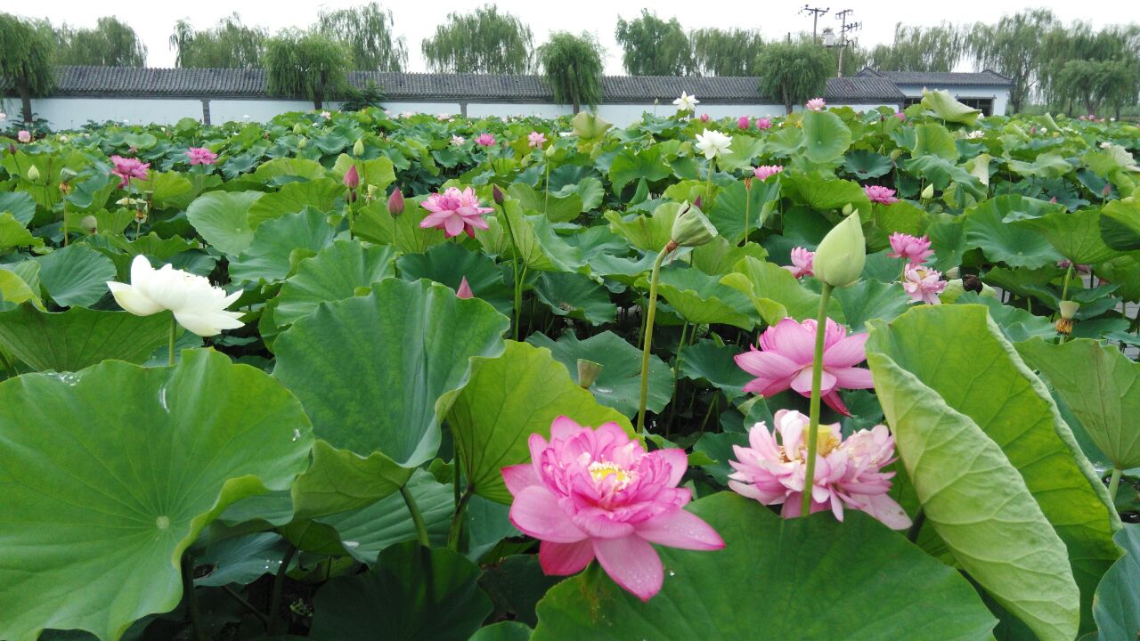 荷花大观园