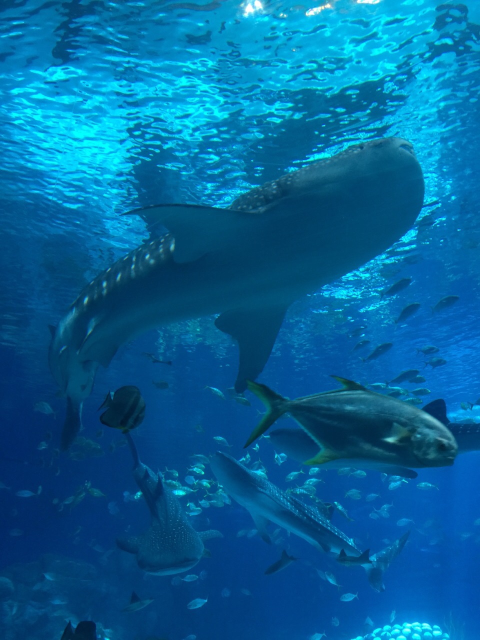 三亚海洋科技馆鲸世界图片