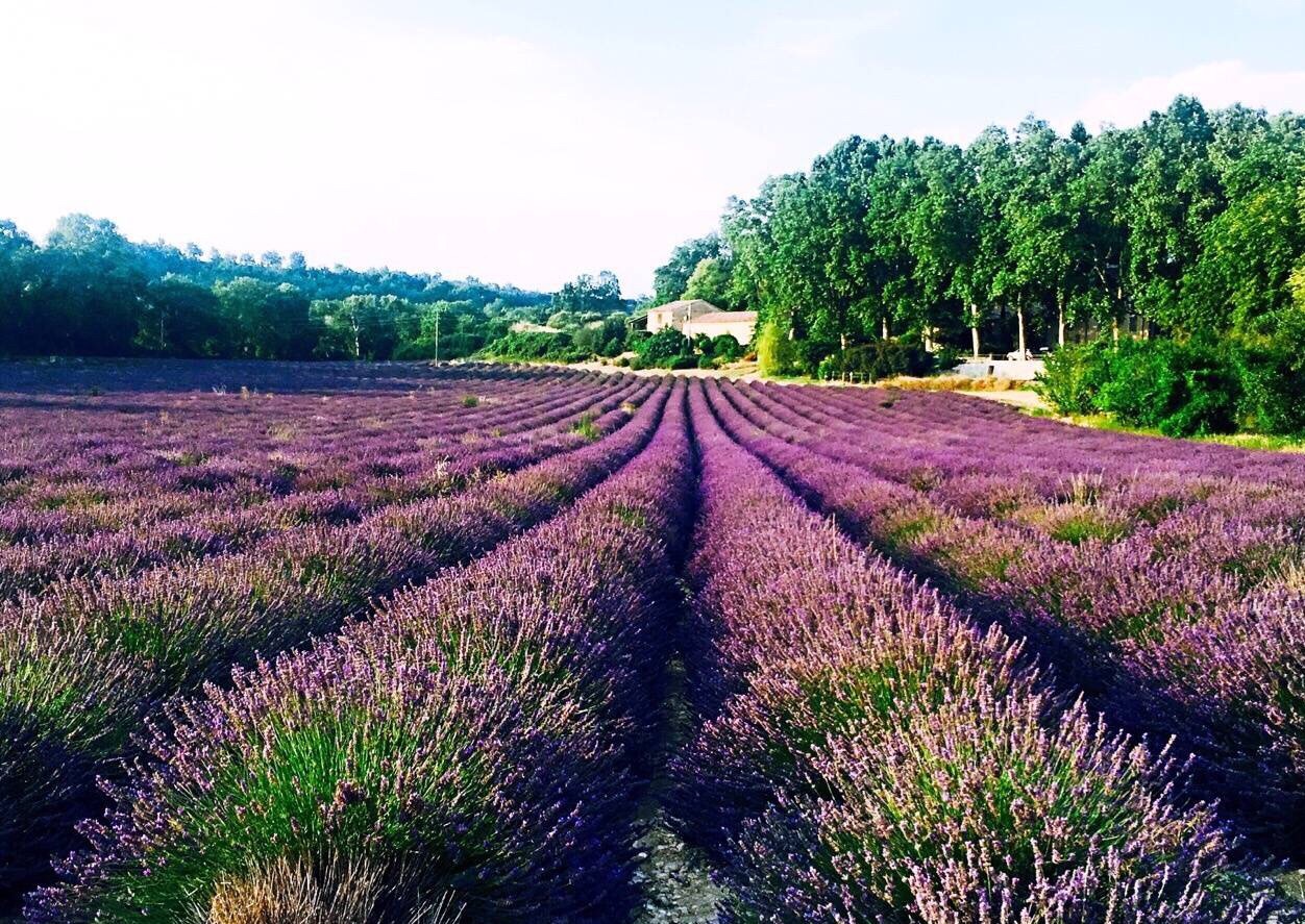 法国普罗旺斯紫色薰衣草药材基地花场-欧莱凯设计网