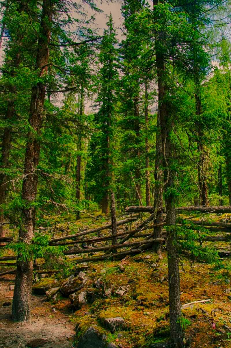 双桥沟红杉林向往的生活