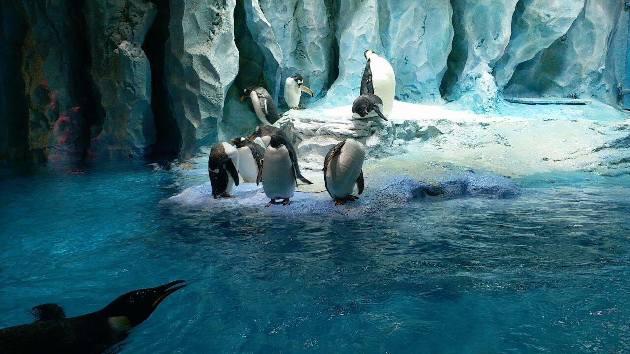 2019长隆企鹅酒店帝企鹅自助餐厅_旅游攻略_门票_地址_游记点评,珠海