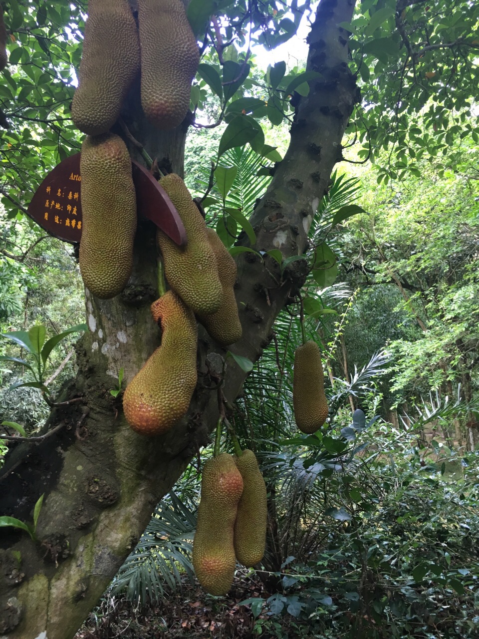 儋州热带植物园