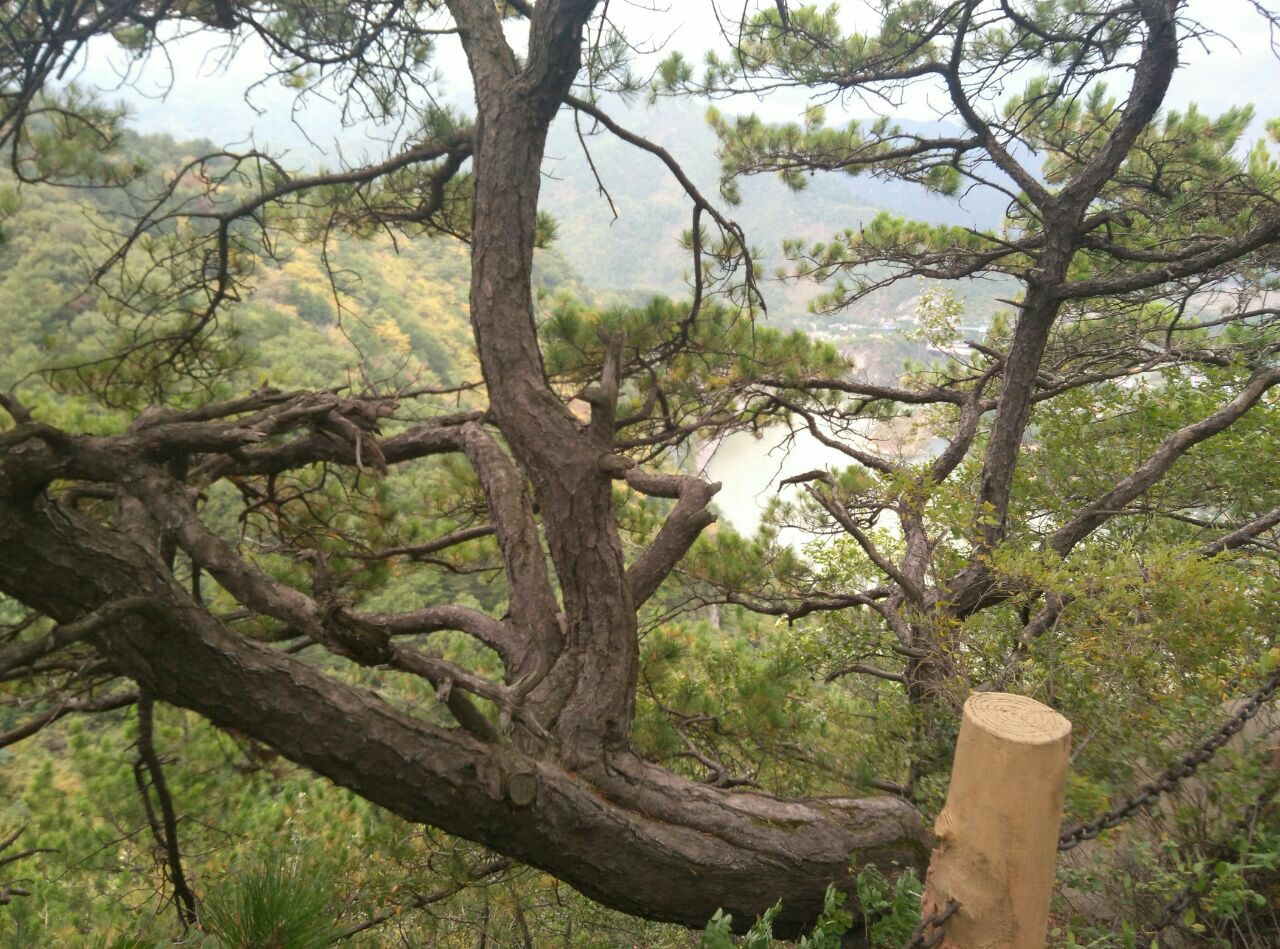 玉京山生态园位于本溪水洞风景区内,在本溪水洞的上方,玉京山的内部