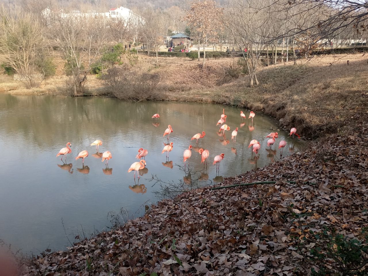 合肥野生動物園