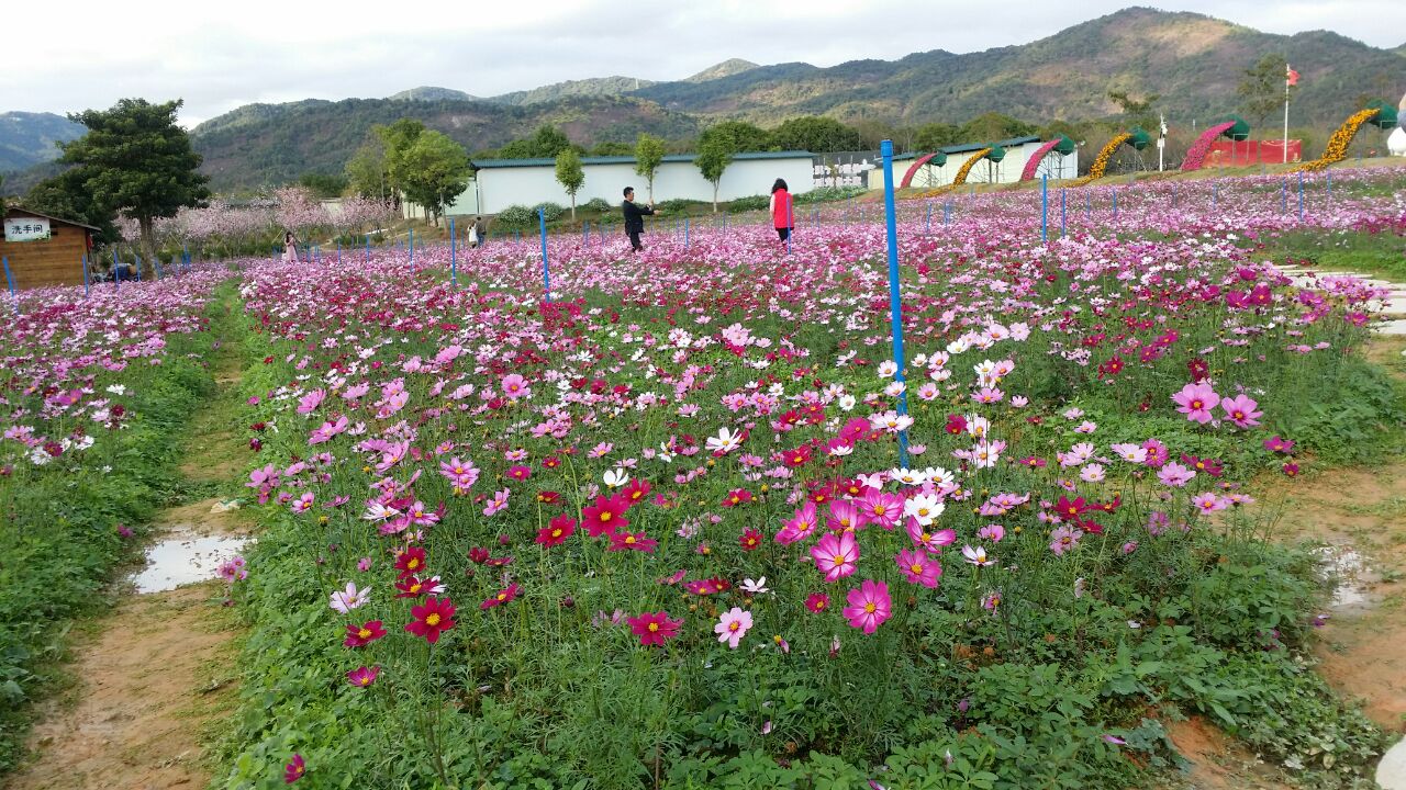 從化區天適櫻花悠樂園景點怎麼樣_點評_評價【攜程攻略】