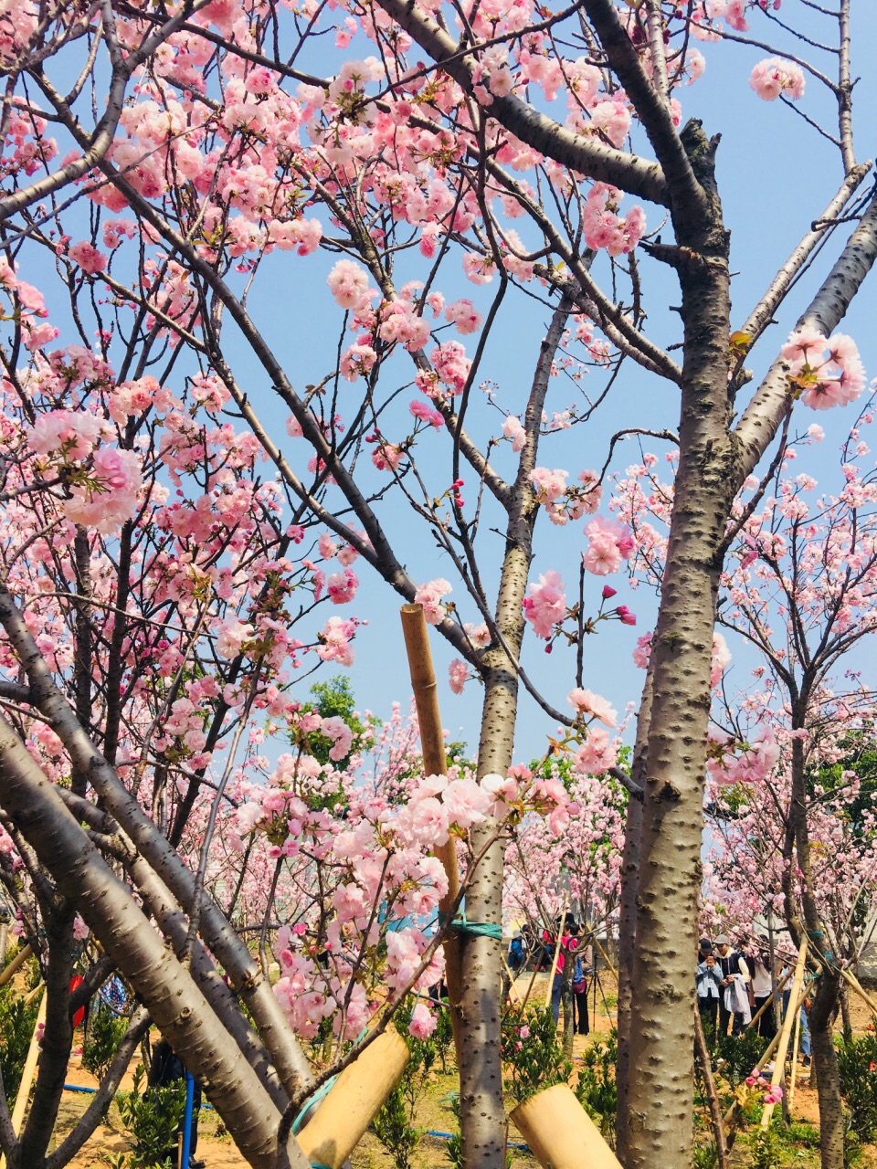 【攜程攻略】從化天適櫻花悠樂園景點,3月11日吃完中飯出來的,正午