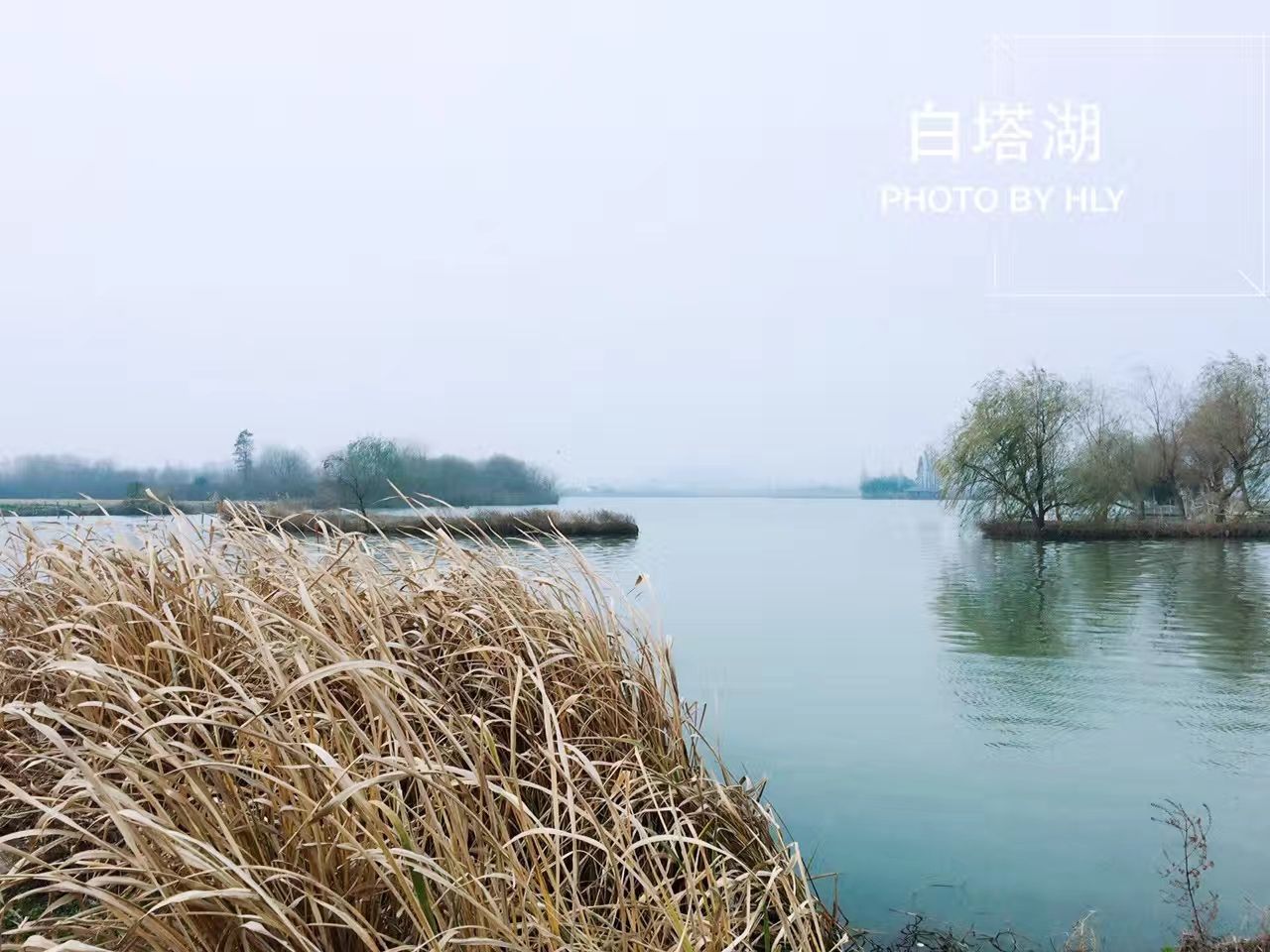 2020上海薰衣草公园-旅游攻略-门票-地址-问答-游记点评，上海旅游旅游景点推荐-去哪儿攻略