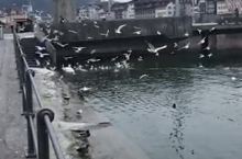 琉森湖畔的天鹅和水鸟🐦