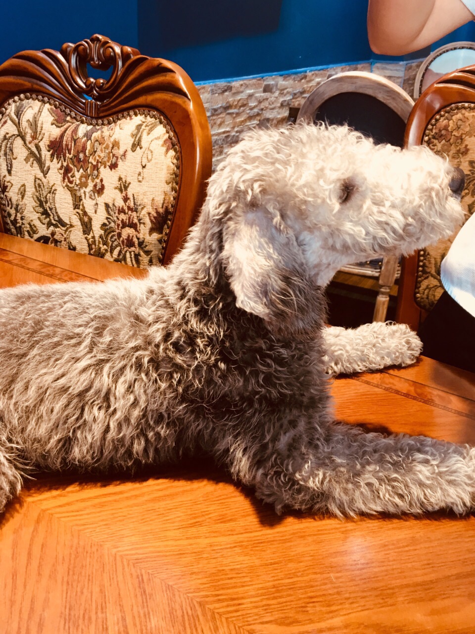 黑黑壮壮的外表下 特别憨厚 喜欢坐在人脚上 快一百斤的大家伙 撒起娇