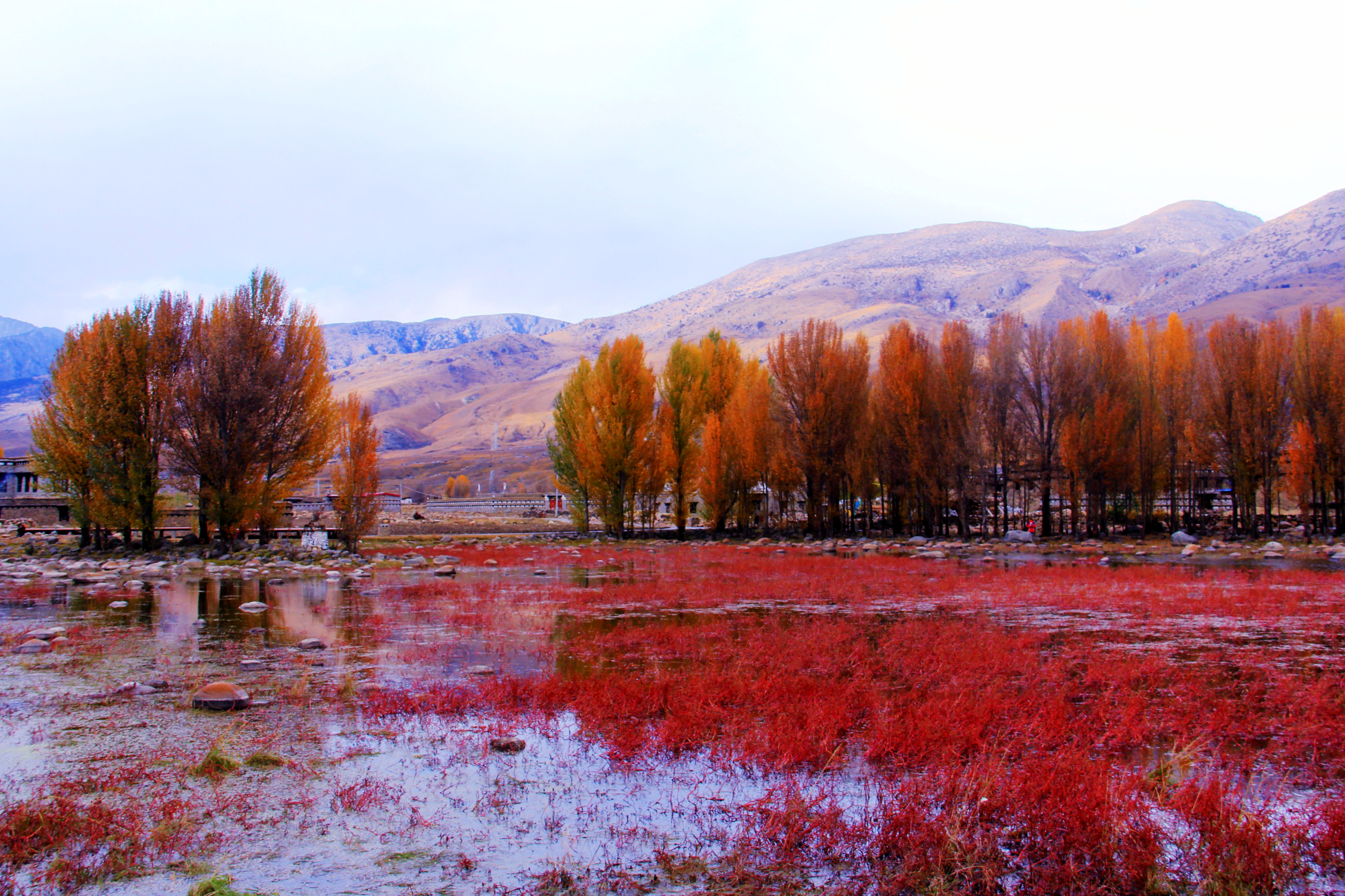 红草地的风景怎么样?