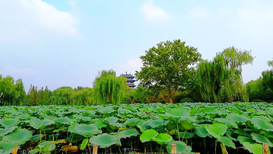 大明湖景區