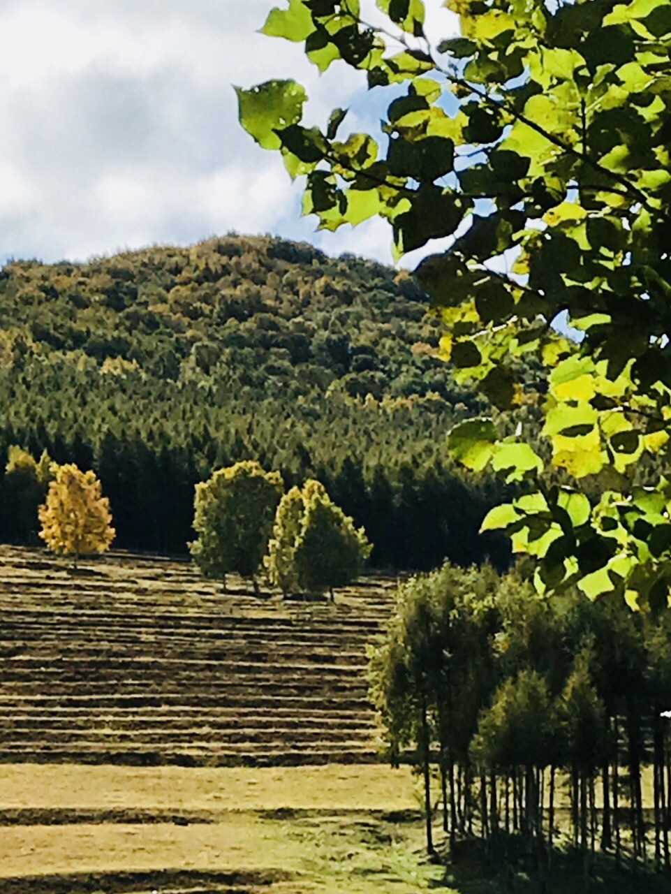 小美林村景点图片