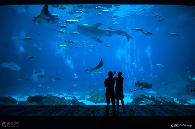 全球5大水族馆 携程氢气球