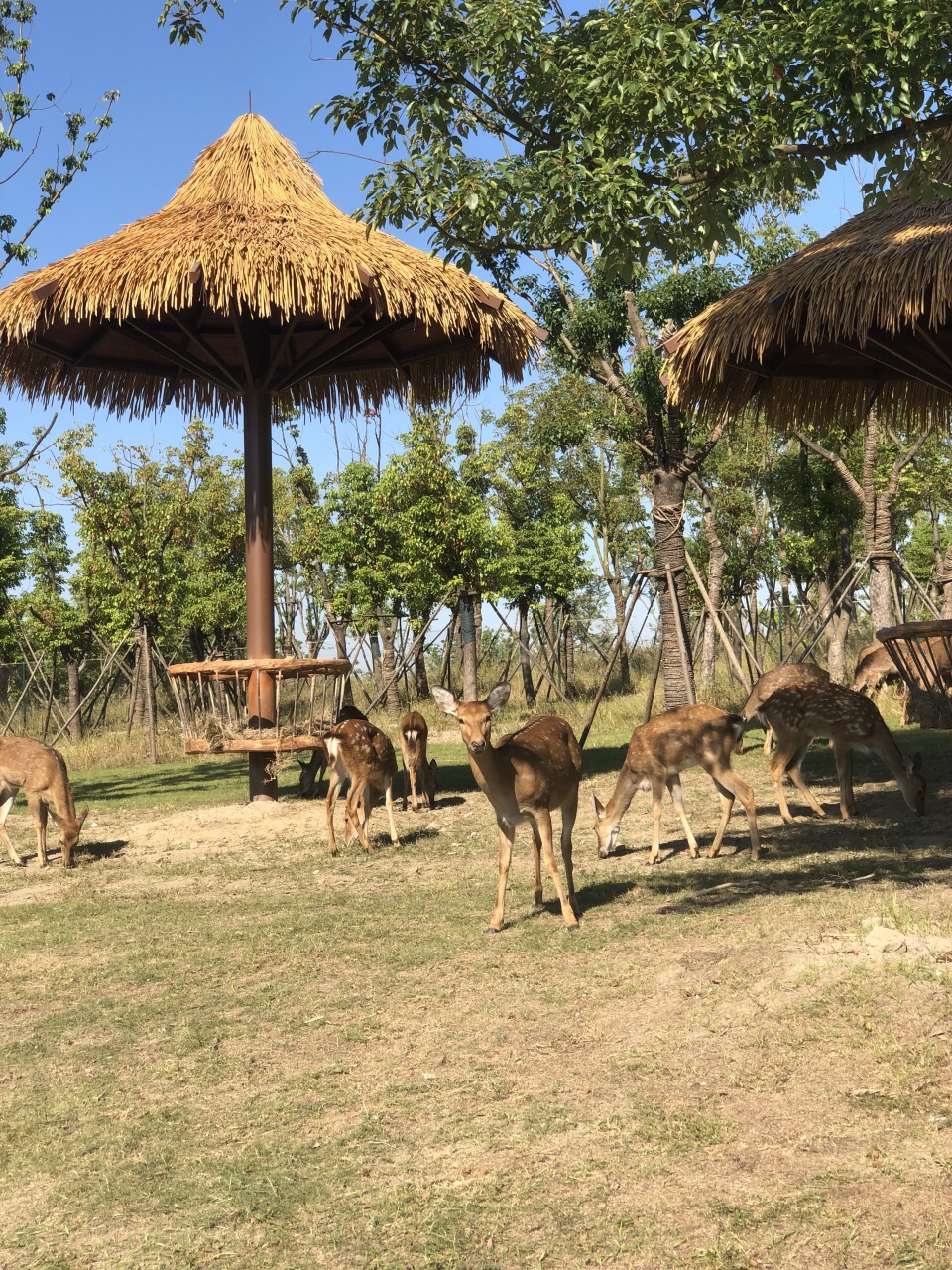 南通森林野生動物園