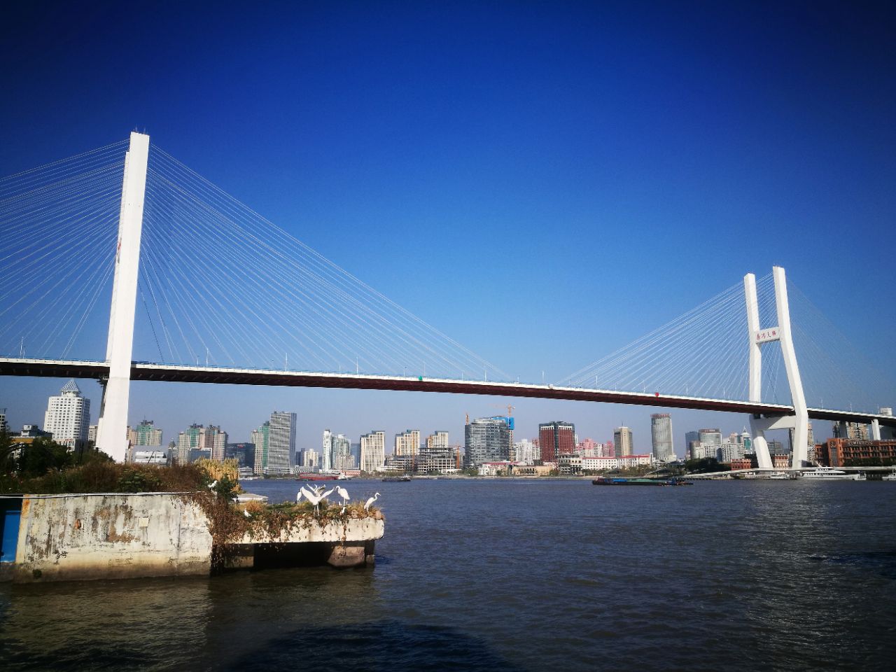 2021南浦大桥-旅游攻略-门票-地址-问答-游记点评，上海旅游旅游景点推荐-去哪儿攻略