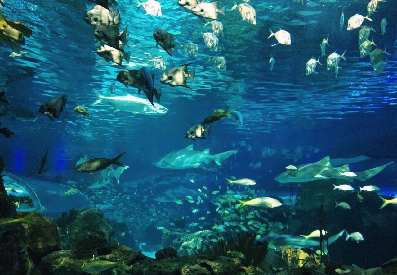 冲绳美丽海水族馆 | 好运日本行