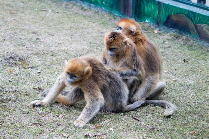 野生猴子配偶图片