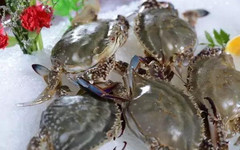 东海游记图片] 海味三宝：蟹酱、泥螺、螺酱